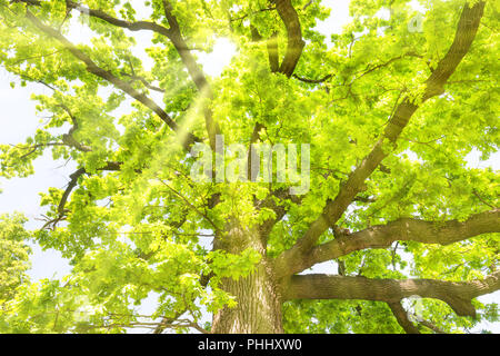 Grande vecchio albero di quercia Foto Stock