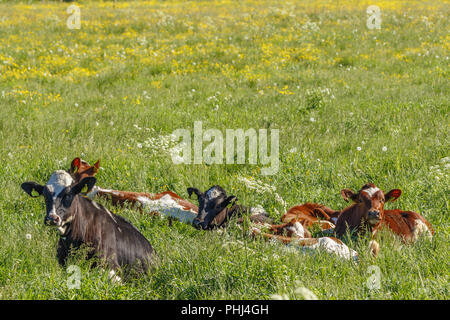 I vitelli che sono in appoggio su un prato estivo Foto Stock