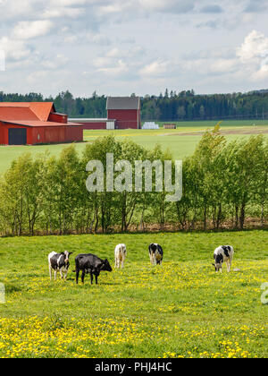 Mucche al pascolo su un campo estivo in un paesaggio Foto Stock