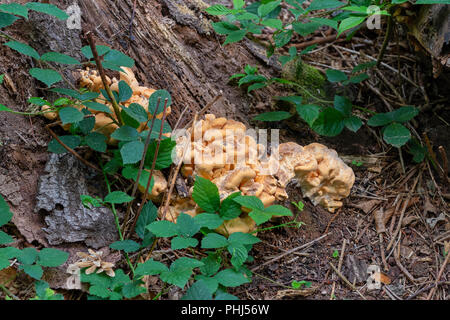 I funghi selvatici che crescono su un albero morto nella foresta Foto Stock