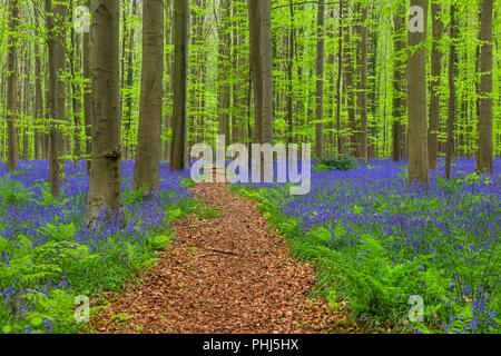 La famosa foresta Hallerbos a Bruxelles Belgio Foto Stock