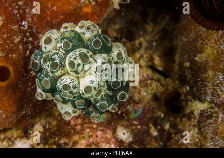 Clavelina robusta, Clavelinidae, Anilao, Filippine, Mare delle Filippine, Oceano Pacifico, in Asia Foto Stock