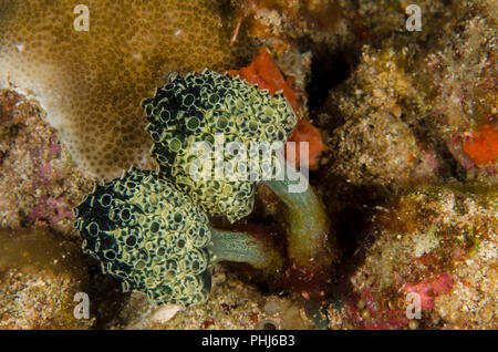 Clavelina robusta, Clavelinidae, Anilao, Filippine, Mare delle Filippine, Oceano Pacifico, in Asia Foto Stock