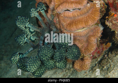 Clavelina robusta, Clavelinidae, Anilao, Filippine, Mare delle Filippine, Oceano Pacifico, in Asia Foto Stock