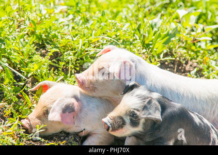 Tre piccoli graziosi maialini sul campo nel parco naturale di Lonjsko polje, Croazia Foto Stock