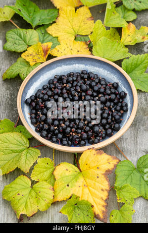 Ribes nigrum. Ciotola di raccolte di ribes nero e foglie su un tavolo di legno. Regno Unito Foto Stock