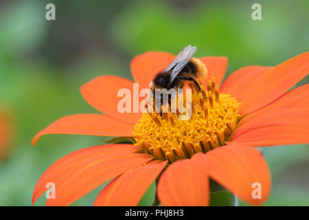 Bombus lucorum su Tithonia rotundifolia. Bumblebee su un girasole messicano / rosso semi di girasole Foto Stock