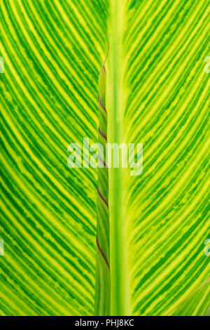 Canna lily striata lascia Foto Stock