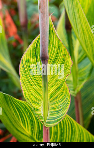 Canna lily striata lascia Foto Stock