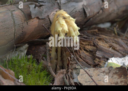 Bella faggio falso-gocce. volute del fiore giallo hungs su insoliti stelo piegato, come se arrotolato in un tubo. Impianto di foreste di pino. macchie fly si siede sul Foto Stock