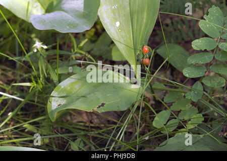 Il giglio della valle con il rosso bacche mature e ampio e verde leafs Foto Stock