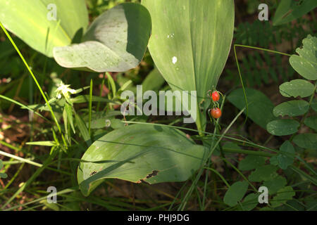 Il giglio della valle con il rosso bacche mature e ampio e verde leafs Foto Stock