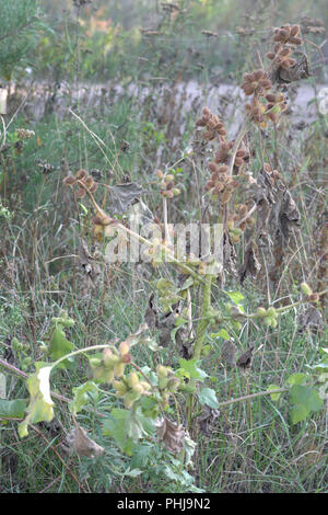 Bardana maggiore con alte spotted levetta, ha cominciato ad asciugarsi fino dall'alto, coperta con fresco verde e marrone e coccolone maturi frutti a tenuta Foto Stock