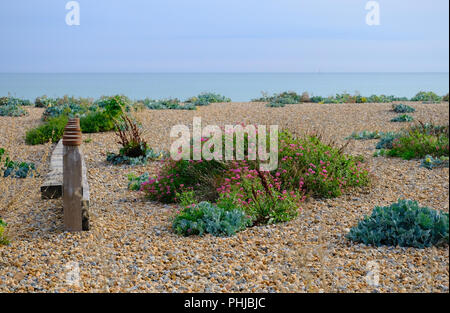 Coloratissima vegetazione sulla spiaggia di ciottoli su un tardo pomeriggio in agosto a East Preston, West Sussex, Regno Unito Foto Stock