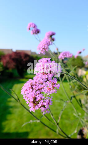 Verbena bonariensis Lollipop in mattina presto luce in tarda estate nel Regno Unito Foto Stock