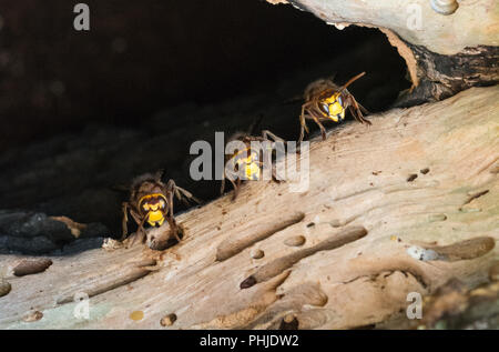 Nido di calabroni. I calabroni europea (Vespa crabro) all'ingresso il loro nido in una cava pino nel Surrey, Regno Unito Foto Stock
