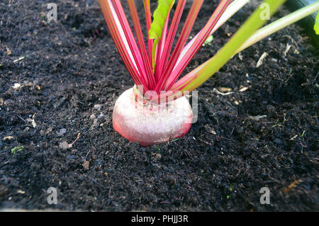 Italiano tradizionale di barbabietola (Barbabietola di Chioggia) cresciuto in un paese di lingua inglese giardino, Lancashire, Inghilterra, Regno Unito. Foto Stock