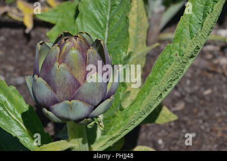 Il Cardo (Cynara cardunculus) Carciofo/Globe Thistle coltivate nel giardino vegetale ad RHS Garden, Harlow Carr, Harrogate, Yorkshire. Regno Unito Foto Stock