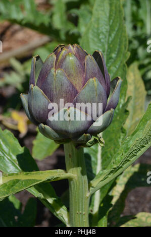 Il Cardo (Cynara cardunculus) Carciofo/Globe Thistle coltivate nel giardino vegetale ad RHS Garden, Harlow Carr, Harrogate, Yorkshire. Regno Unito Foto Stock