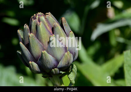 Il Cardo (Cynara cardunculus) Carciofo/Globe Thistle coltivate nel giardino vegetale ad RHS Garden, Harlow Carr, Harrogate, Yorkshire. Regno Unito Foto Stock