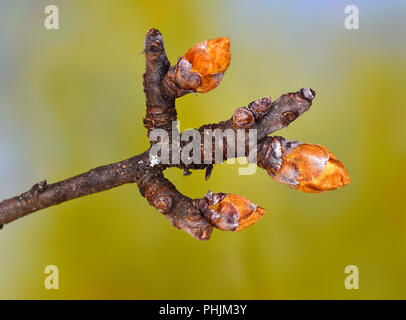 Pear Tree; gemme; dei boccioli; Pyrus domestica; Foto Stock