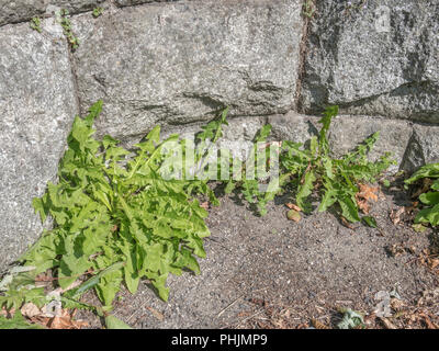 Il fogliame verde / foglie di una varietà di comune tarassaco [Taraxacum officinale] crescente al di fuori di un muro di pietra. Legati alla lattuga, le foglie sono commestibili. Foto Stock