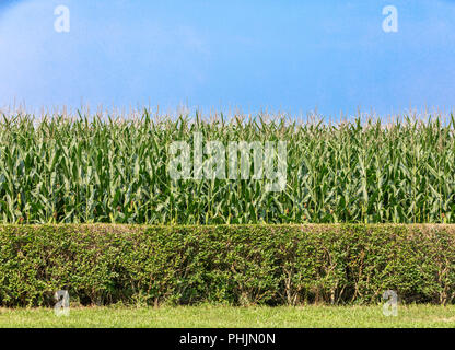 Dettaglio immagine di un ben mantenuto privet hedge con coltivazione di mais dietro di essa Foto Stock