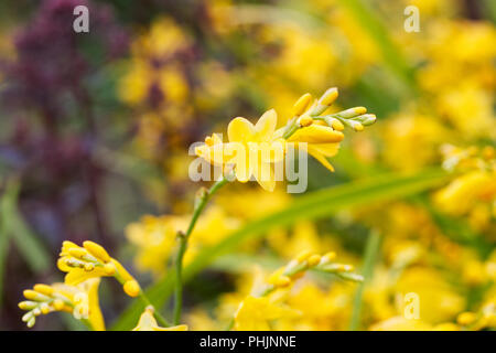 Crocosmia 'Citronella' Fiori. Foto Stock