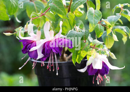 Fuchsias in una pentola. Foto Stock