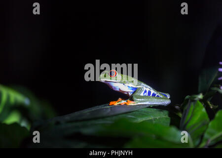 Rana in Costa Rica Foto Stock