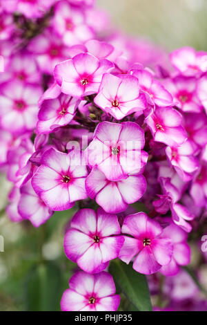 Phlox paniculata dolce estate 'viola bicolor". Foto Stock