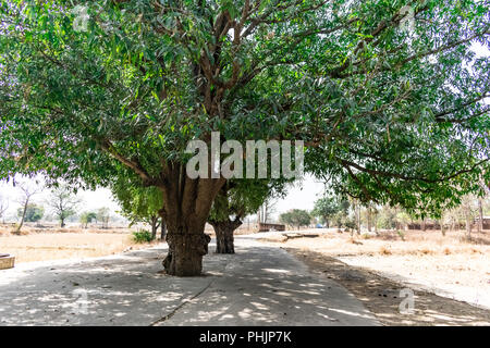 Una grande vegetazione di alberi di mango sul centro di un villaggio rurale road Chiudi vista sembrava una volta. Foto Stock