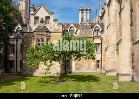 Discendente di Newton il melo, Trinity College di Cambridge, Regno Unito Foto Stock