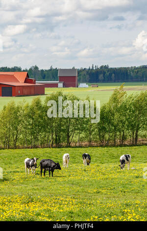 Mucche al pascolo su un prato estivo in un paesaggio rurale Foto Stock