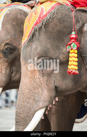 Thailandia BURIRAM SATUEK LONGBOAT GARA Foto Stock