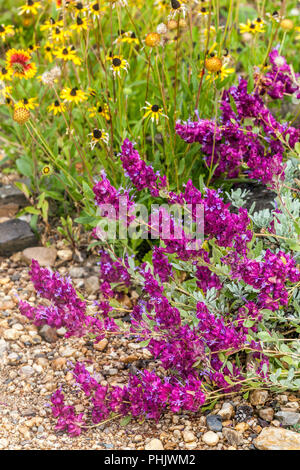 Salvia pachyphylla, salvia blu, salvia arbustia deserto di montagna Foto Stock