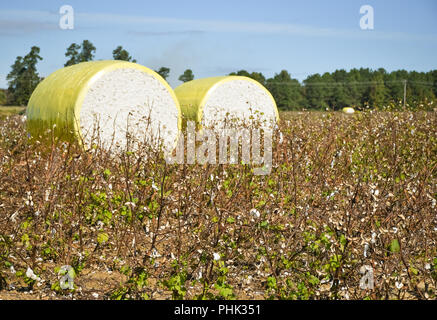 Close-up di rotoballe di raccolto di cotone avvolto in plastica gialla. Sfondo dell'agricoltura Foto Stock