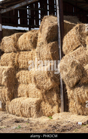 Premuto con balle quadrate di estratto secco di paglia mature giallo paglierino, piegato in righe nel fienile Foto Stock