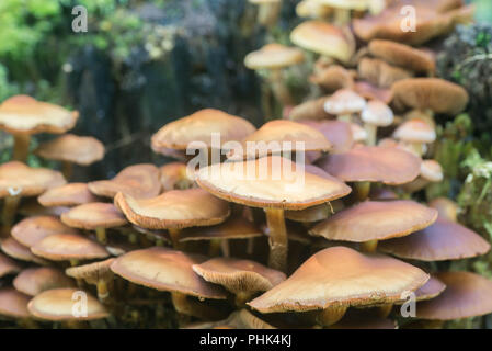 Kuehneromyces mutabilis, Pholiota mutabilis inguainati woodtuft funghi macro Foto Stock