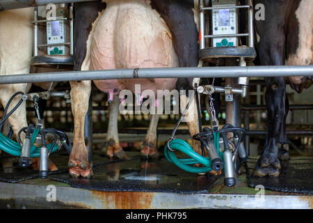 Una mucca di mammella latte perdite dopo essere munte da una mungitura robotizzata macchina in corrispondenza di una grande azienda casearia in Minnesota. Foto Stock