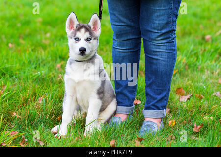 Donna che cammina il cane husky Foto Stock