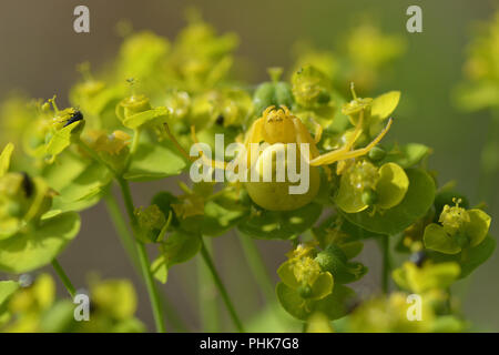 Il ragno granchio Foto Stock