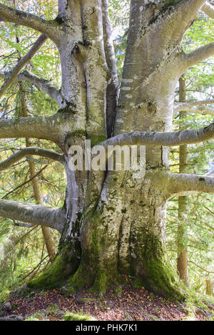 Grande Tronco vecchio di faggio in foresta Foto Stock