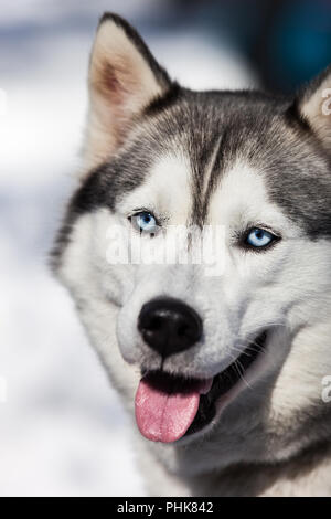 Carino siberian husky cane passeggiate all'aperto Foto Stock