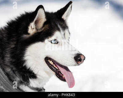 Carino siberian husky cane passeggiate all'aperto Foto Stock