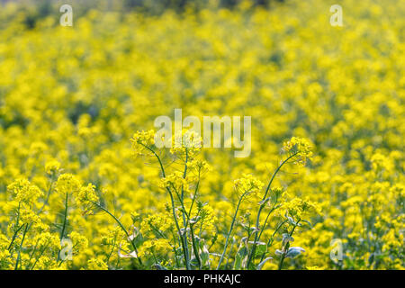 La canola di campo dei fiori in jeju island vicino ups Foto Stock