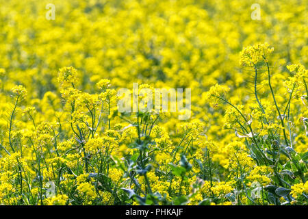 La canola di campo dei fiori in jeju island vicino ups Foto Stock