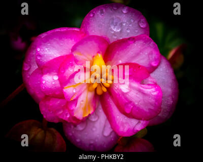 Flower shot con la mia Olympus em10 mkii Foto Stock