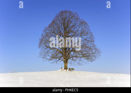 Unico grande albero di tiglio in campo con perfetta treetop Foto Stock