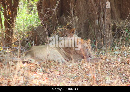 Lion agghiaccianti nel sud Luangwa National Park - Zambia Foto Stock